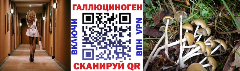Купить закладки  Кудымкар  Псилоцибиновые грибы Psilocybine cubensis 