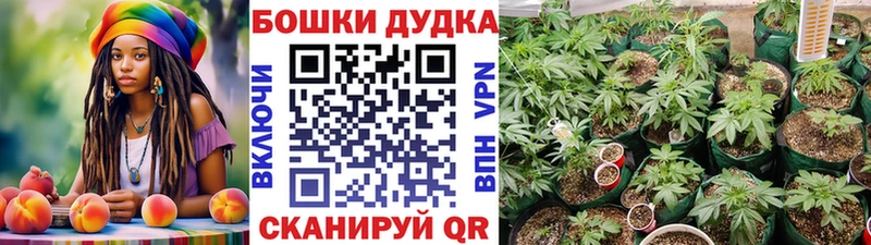 Купить где  Кудымкар  Каннабис план 